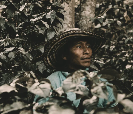 Colombian farmer in traditional hat among coffee leaves — Coffee Atlas course, climate people and labor