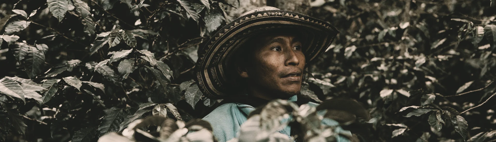 Colombian farmer in traditional hat among coffee leaves — Coffee Atlas course, climate people and labor