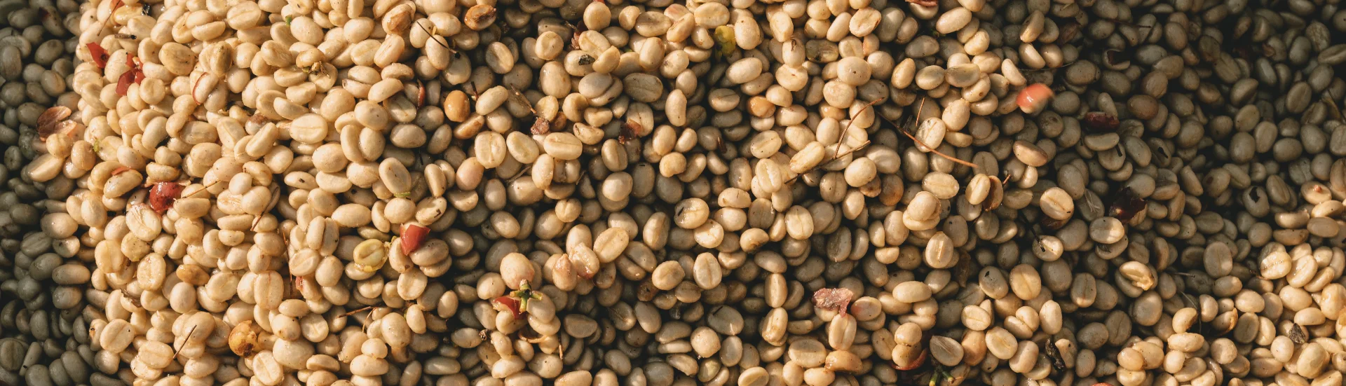 Honey process coffee beans on drying rack — Fermentation Feels course, microbiology and processing