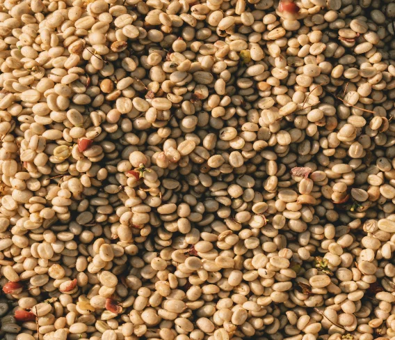 Honey process coffee beans on drying rack — Fermentation Feels course, microbiology and processing