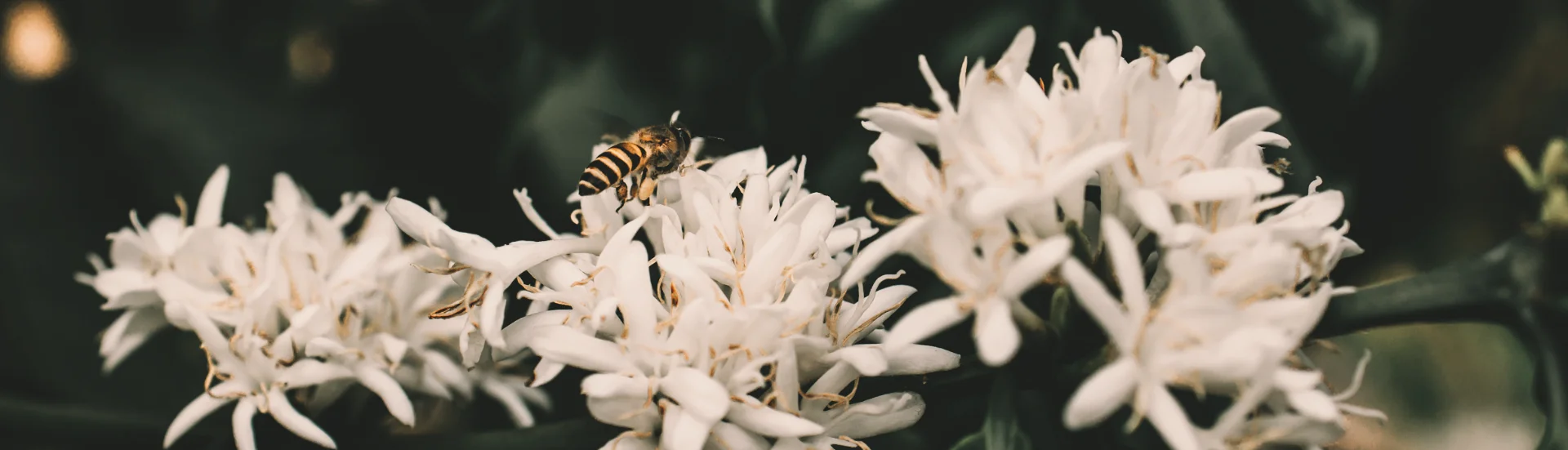 Bee on arabica coffee flowers — RAW course, agroecology and economics
