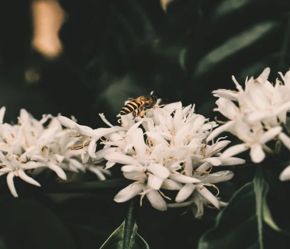 Bee on arabica coffee flowers — RAW course, agroecology and economics