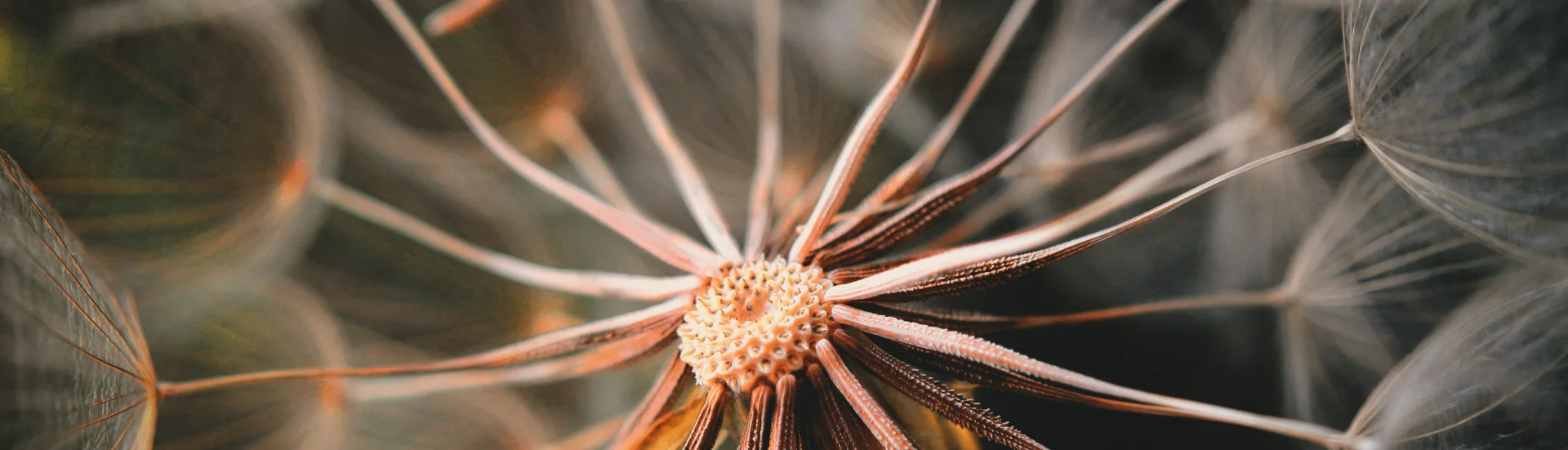 Dandelion seed head close-up — The School of Percept course, cognition and language