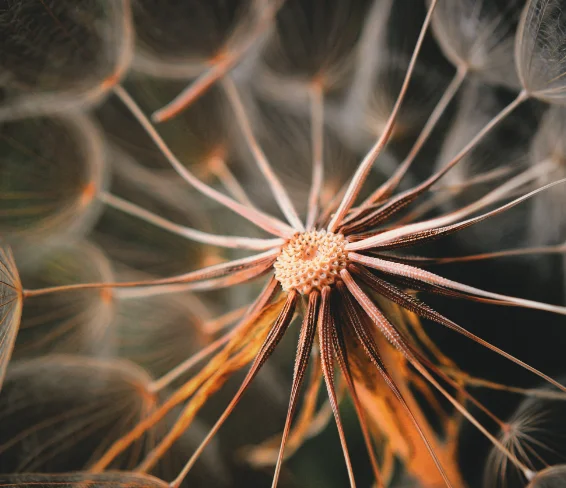 Dandelion seed head close-up — The School of Percept course, cognition and language